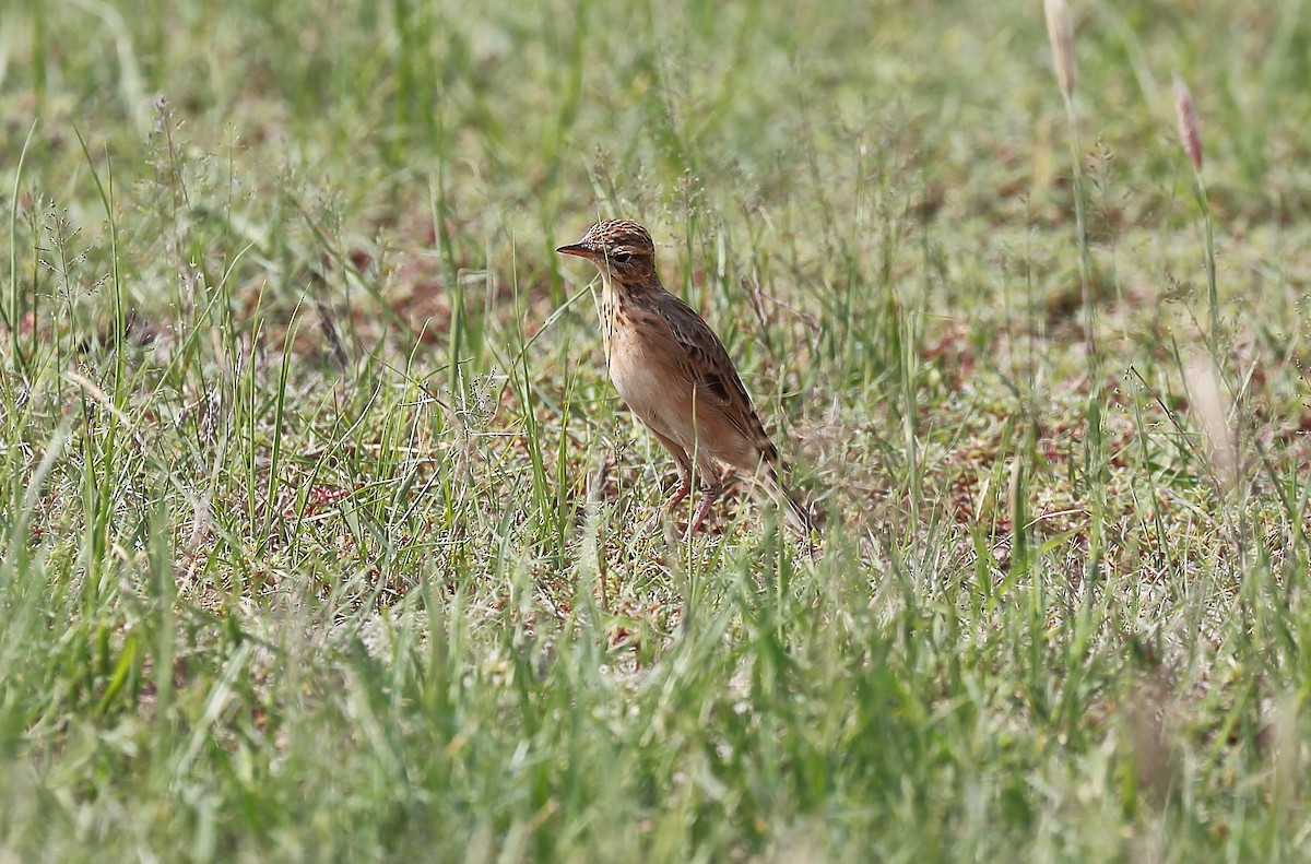 pipit sp. - ML500274091