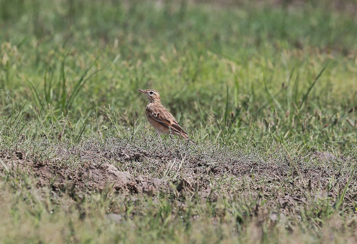 pipit sp. - ML500274101