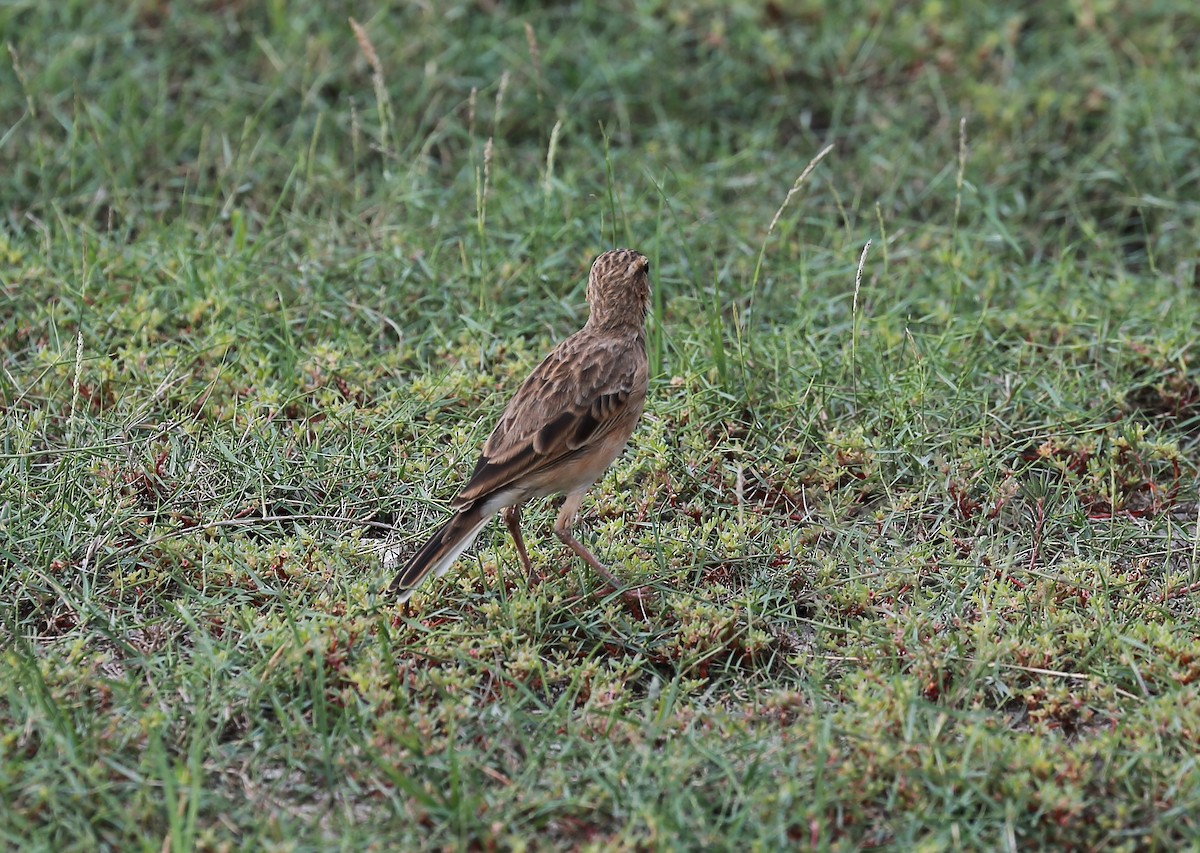 pipit sp. - ML500274141