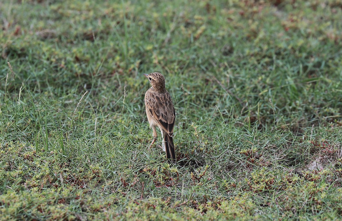 pipit sp. - ML500274151