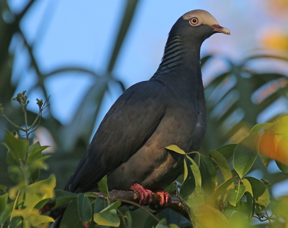 White-crowned Pigeon - ML50027441