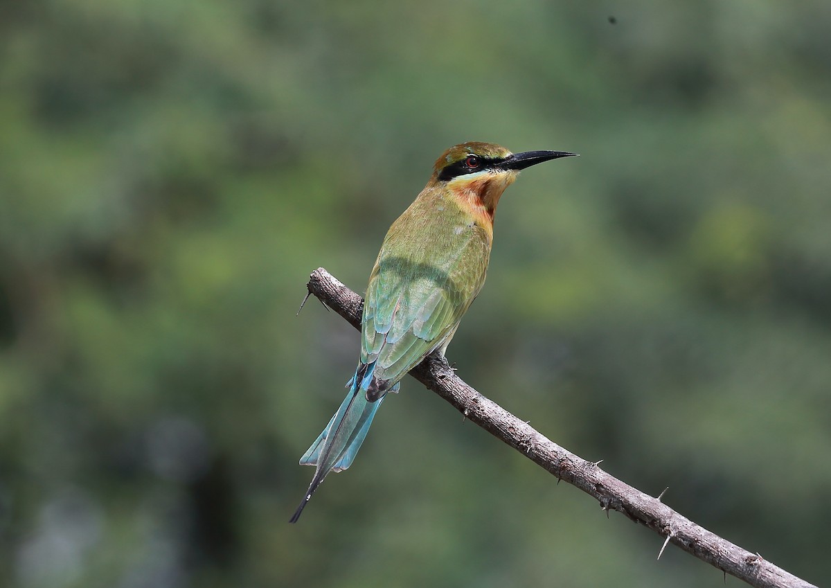 Blue-tailed Bee-eater - Surendhar Boobalan