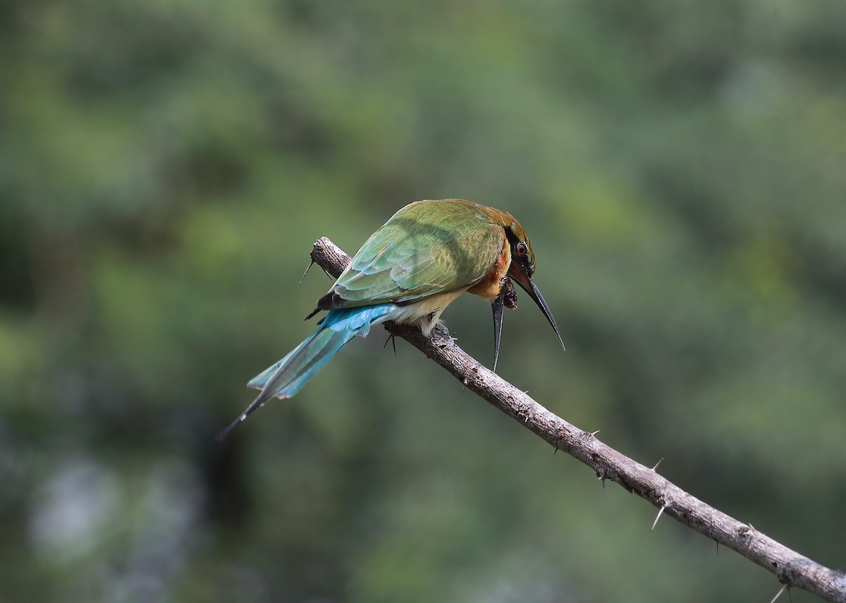 Blue-tailed Bee-eater - ML500275031