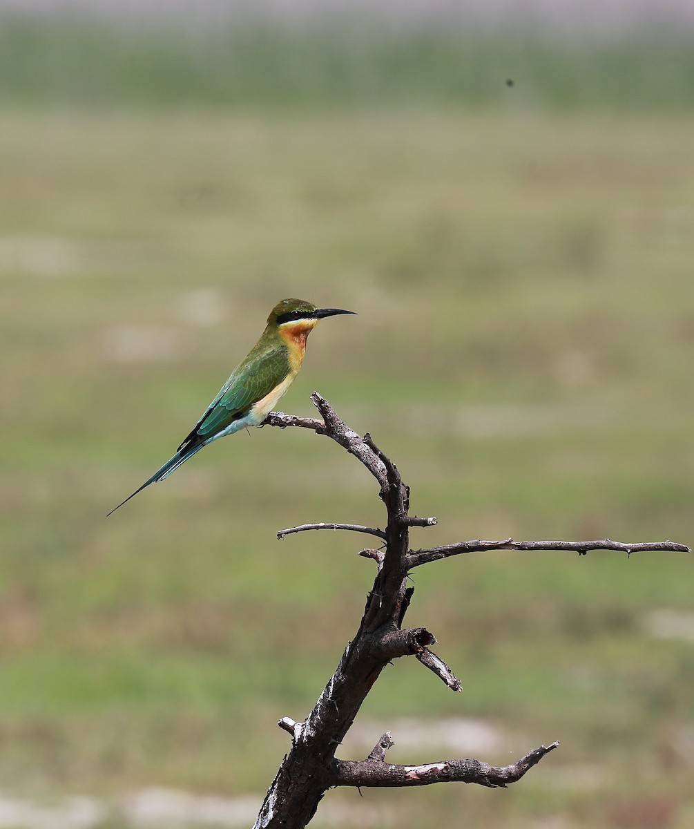Blue-tailed Bee-eater - ML500275041