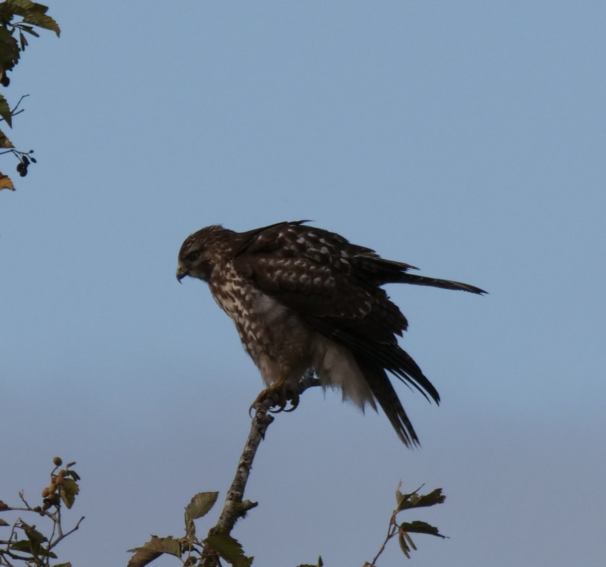 Red-tailed Hawk - ML500279291