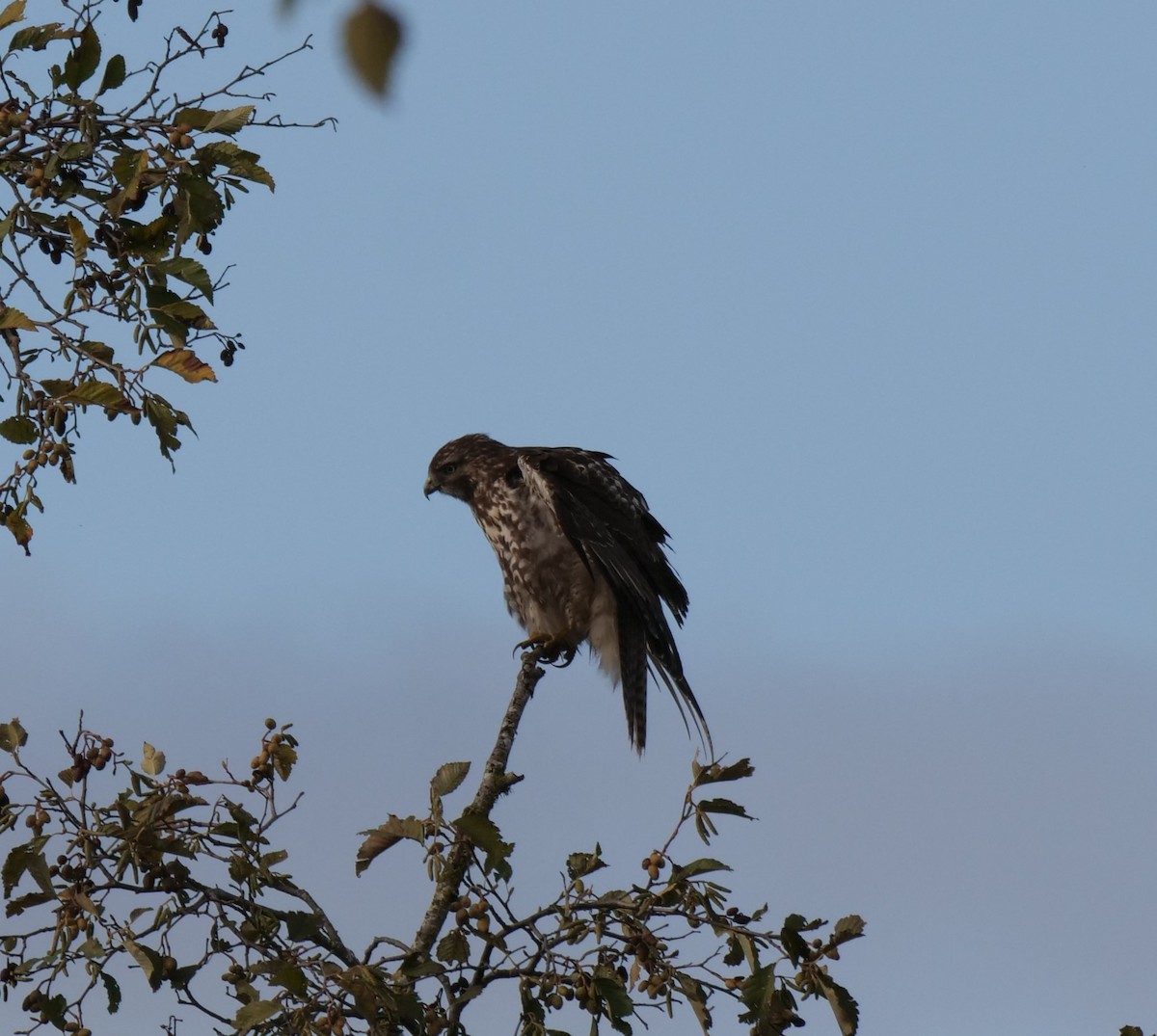 Red-tailed Hawk - ML500279301