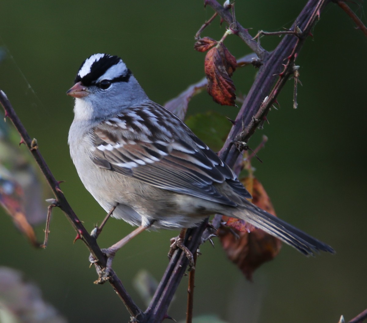 White-crowned Sparrow - ML500284031