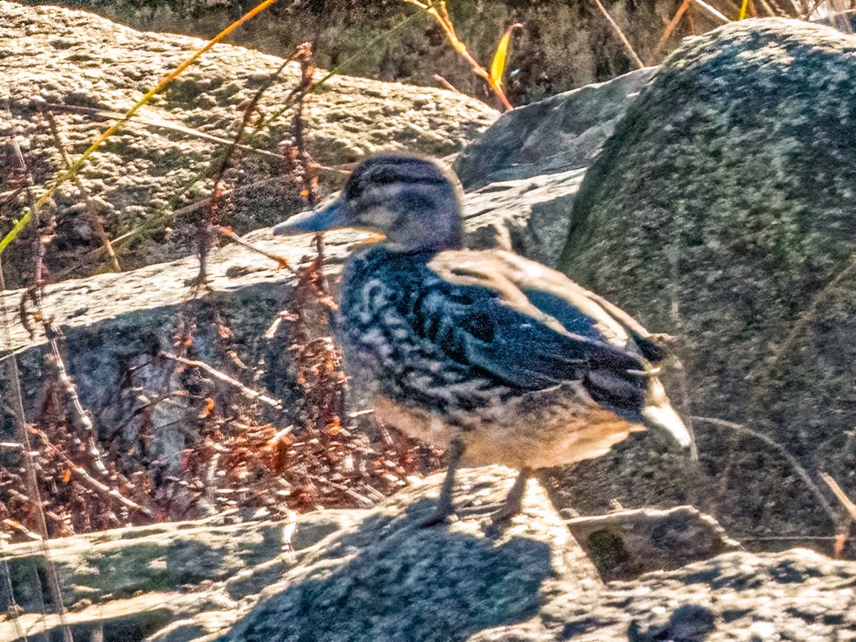 eBird Checklist 3 Nov 2022 Daniel ster Wildlife Sanctuary (Mass