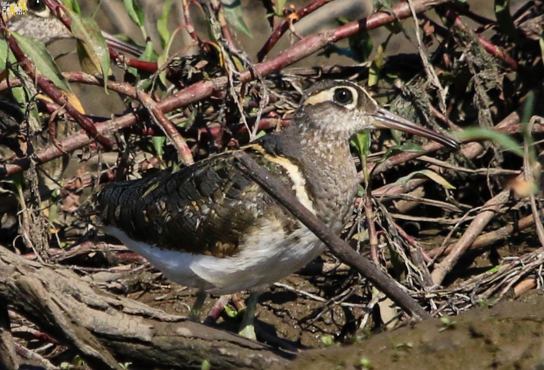 Greater Painted-Snipe - ML500286611