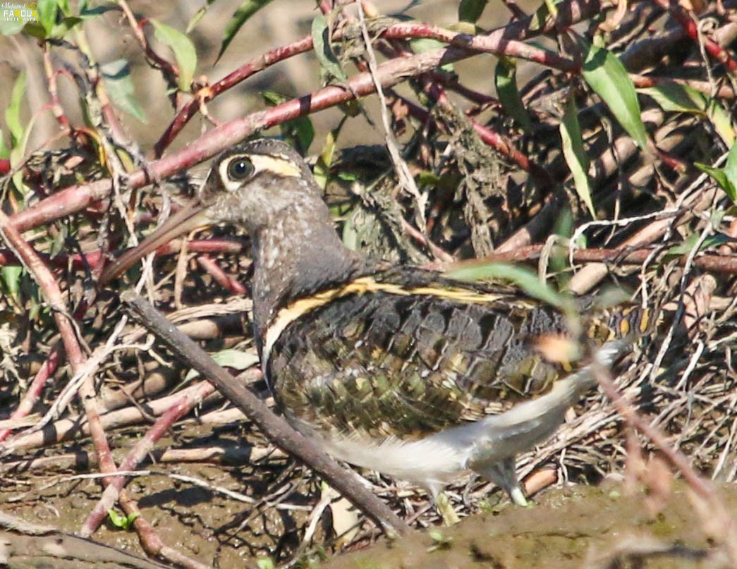 Greater Painted-Snipe - ML500286631