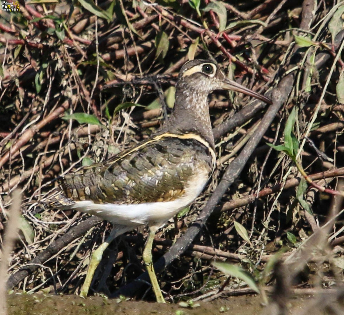 Greater Painted-Snipe - ML500286641