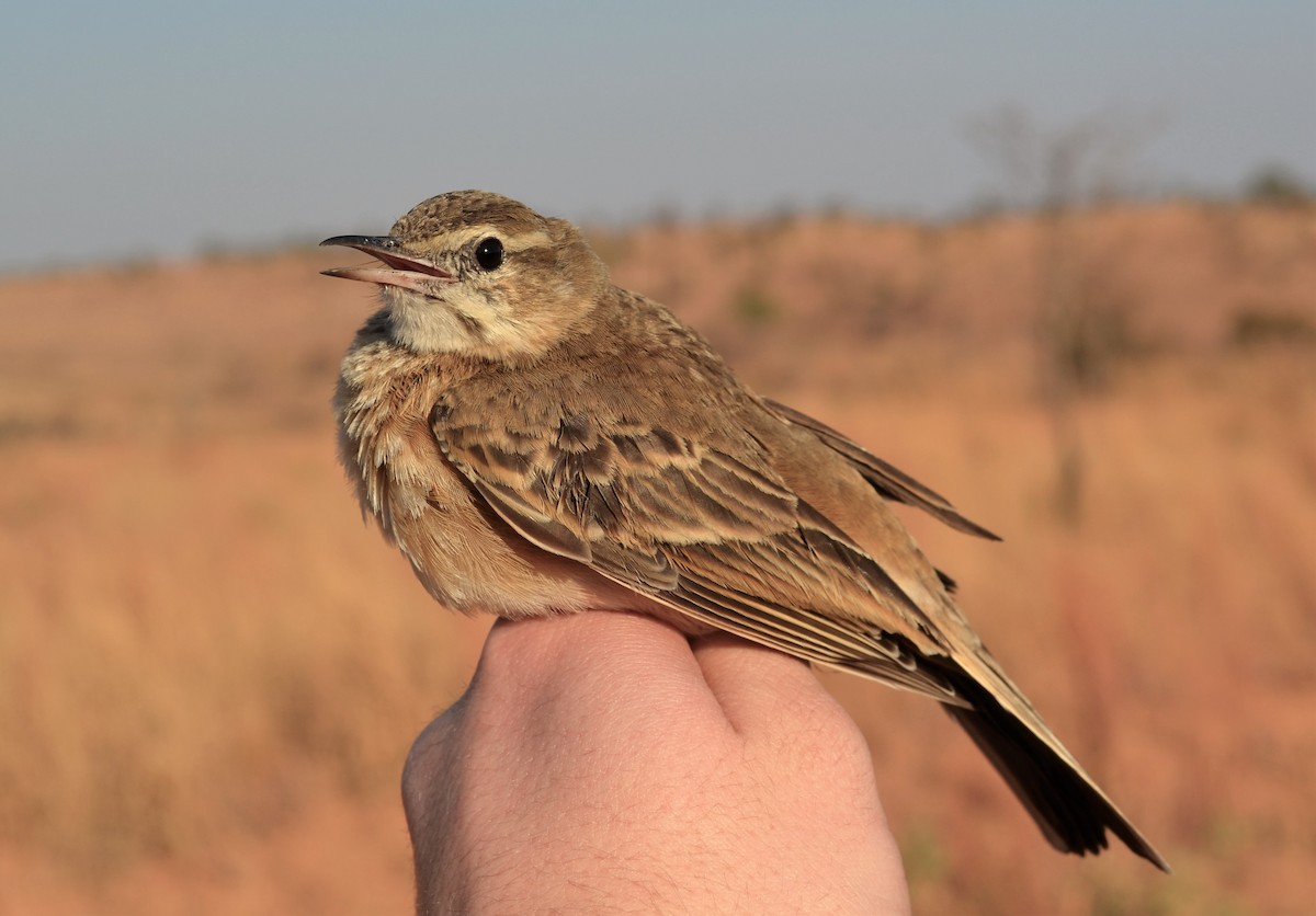 Pipit africain - ML500288751