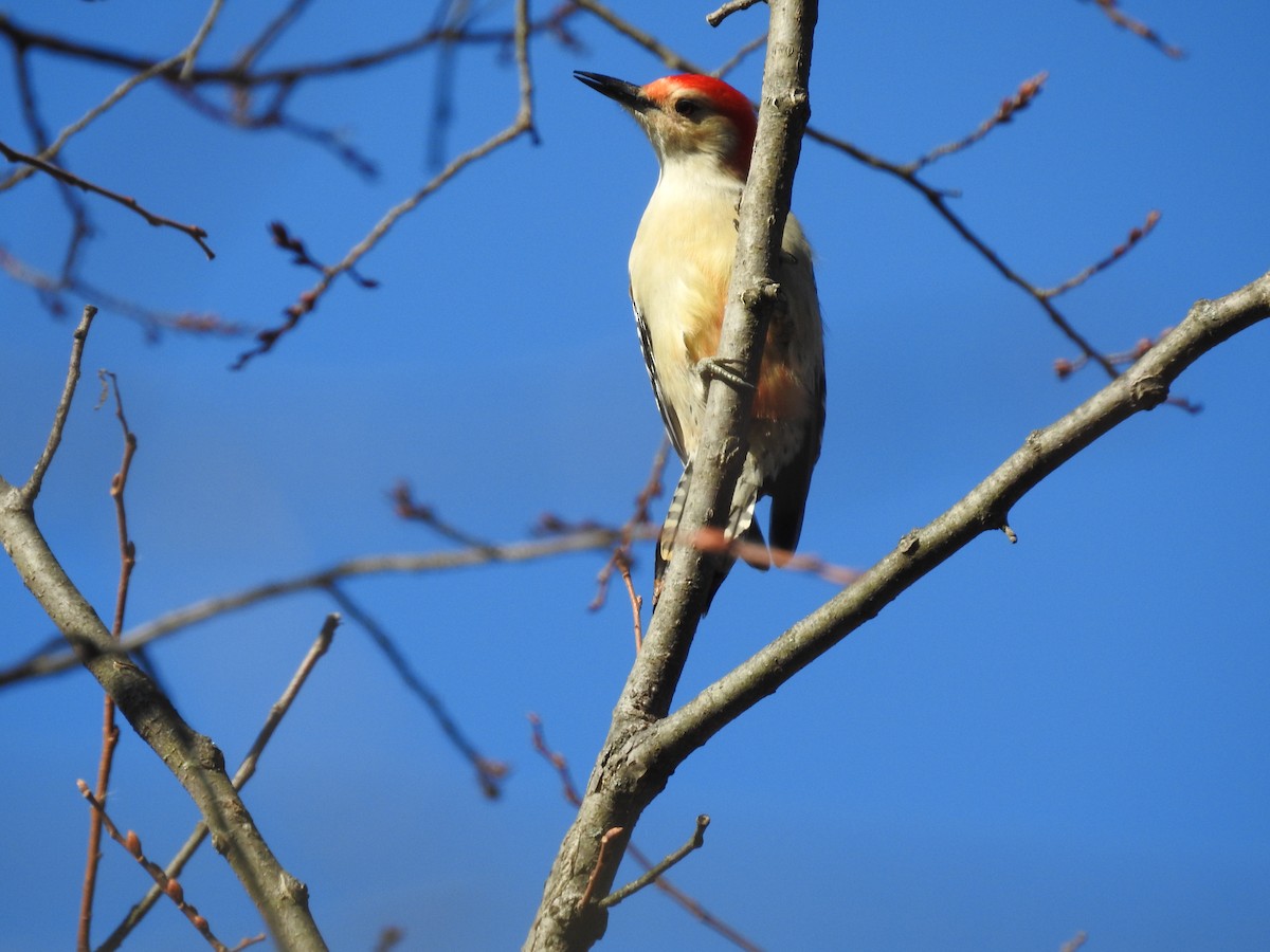 Red-bellied Woodpecker - ML500292041
