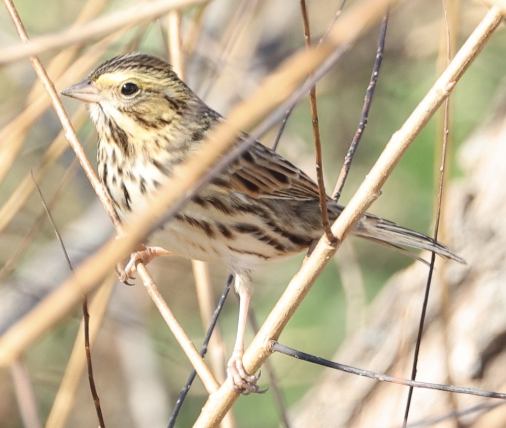 Savannah Sparrow - ML500293301