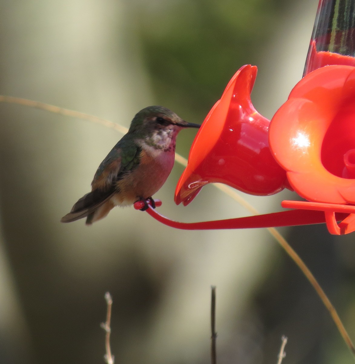 Rufous Hummingbird - ML50029331