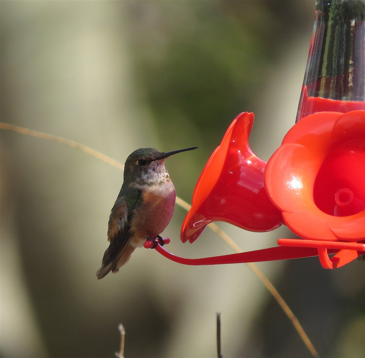 Rufous Hummingbird - ML50029341