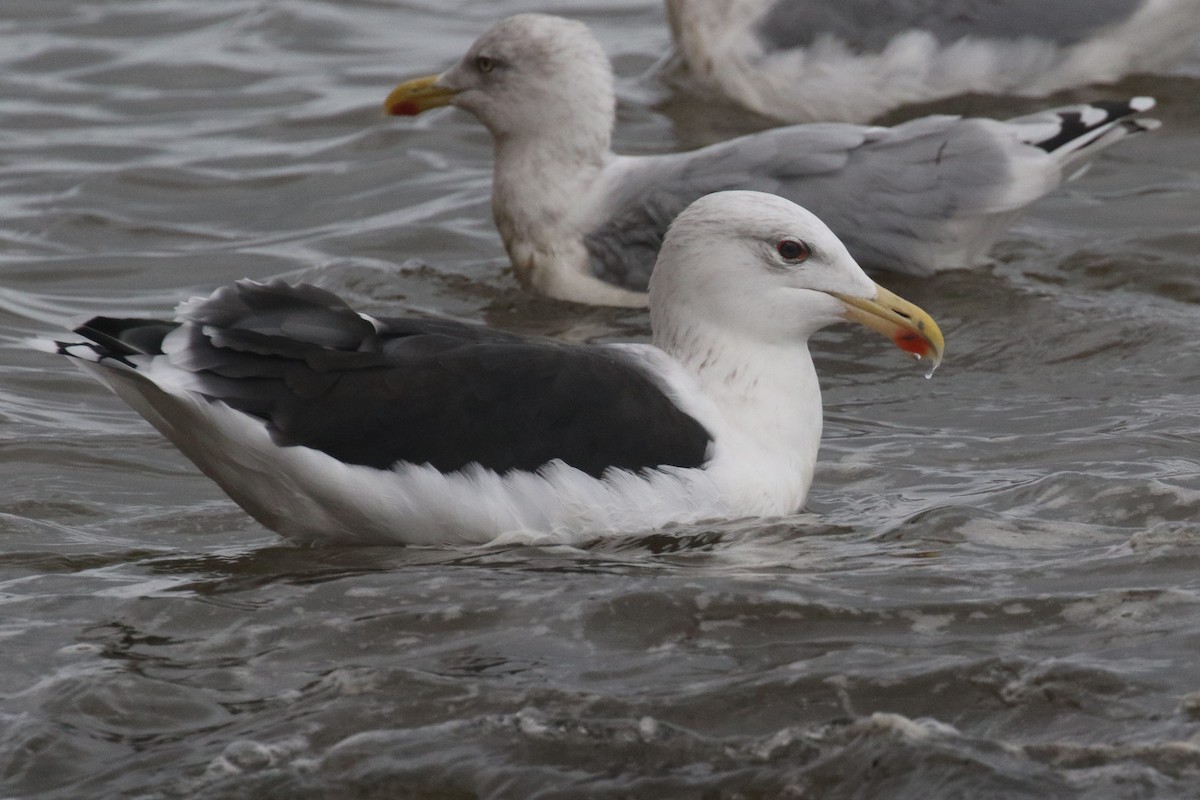 Great Black-backed Gull - Federico Schulz