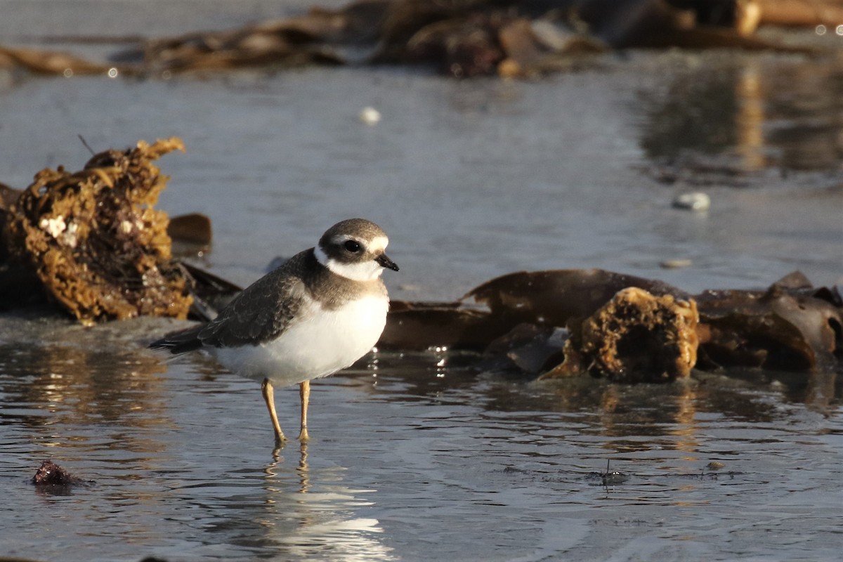 Common Ringed Plover - ML500301271