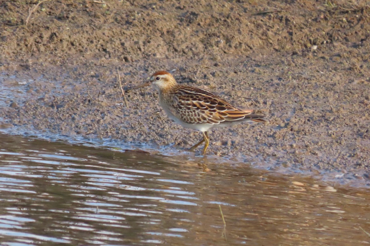 Wisconsin eBird Checklist - 3 Nov 2022 - Hillcrest Rd Ponds Two Rivers ...