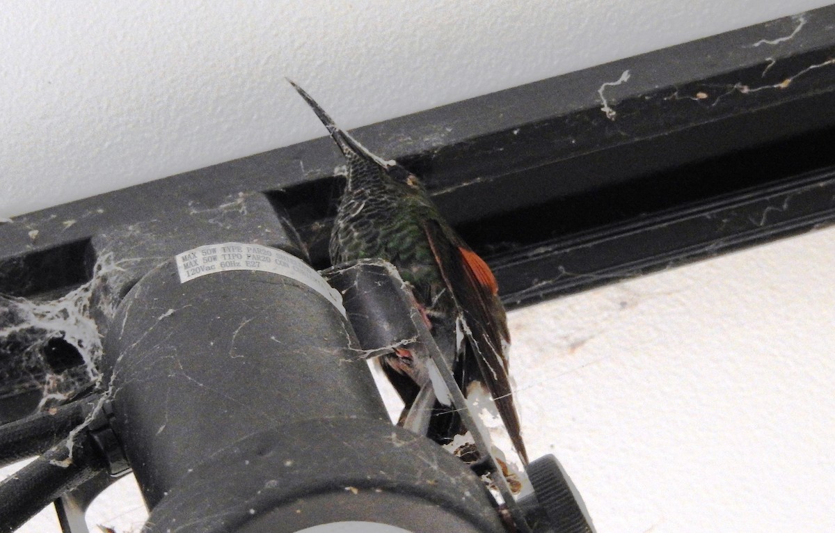 Stripe-tailed Hummingbird - ML500316151