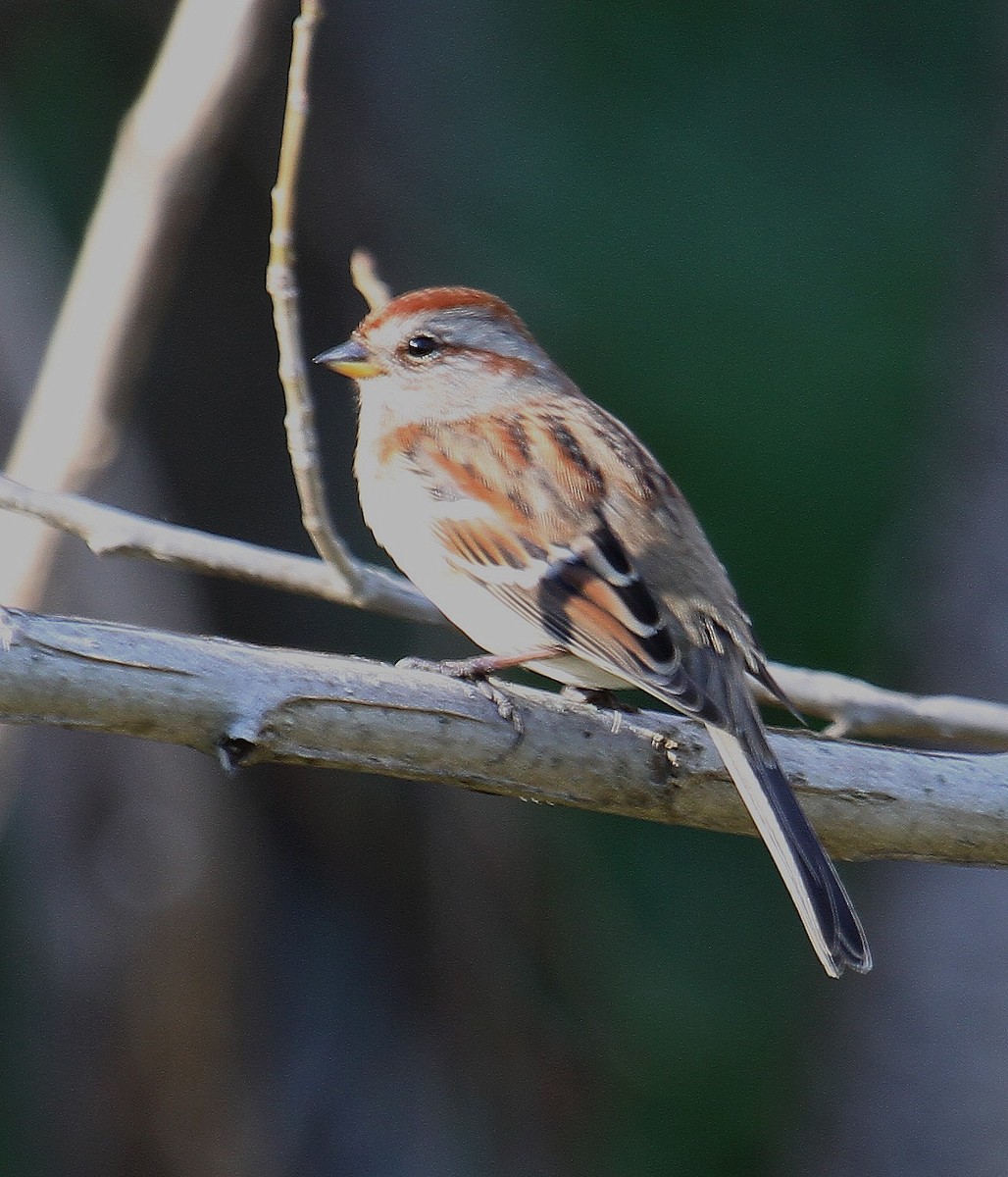American Tree Sparrow - ML500318541