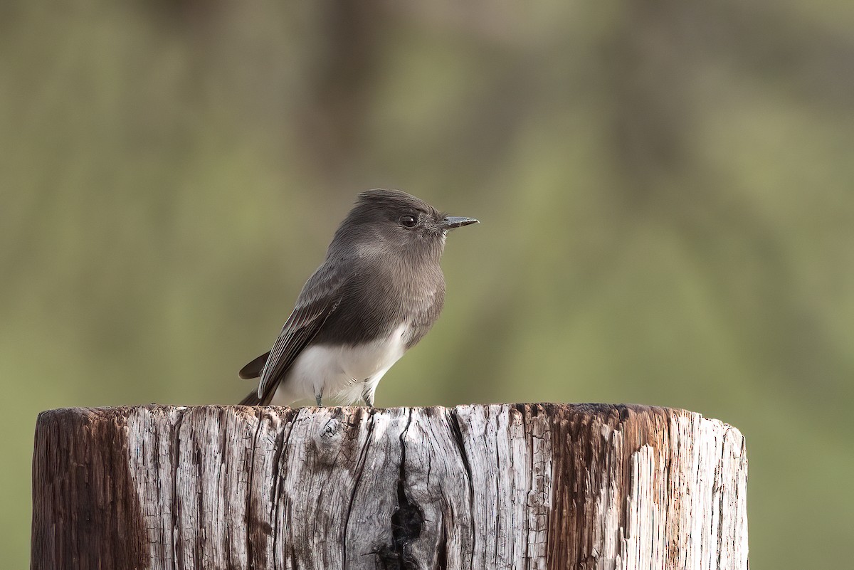 eBird Checklist - 30 Oct 2022 - Florida Wash--Corral at Jct FR488&62A ...