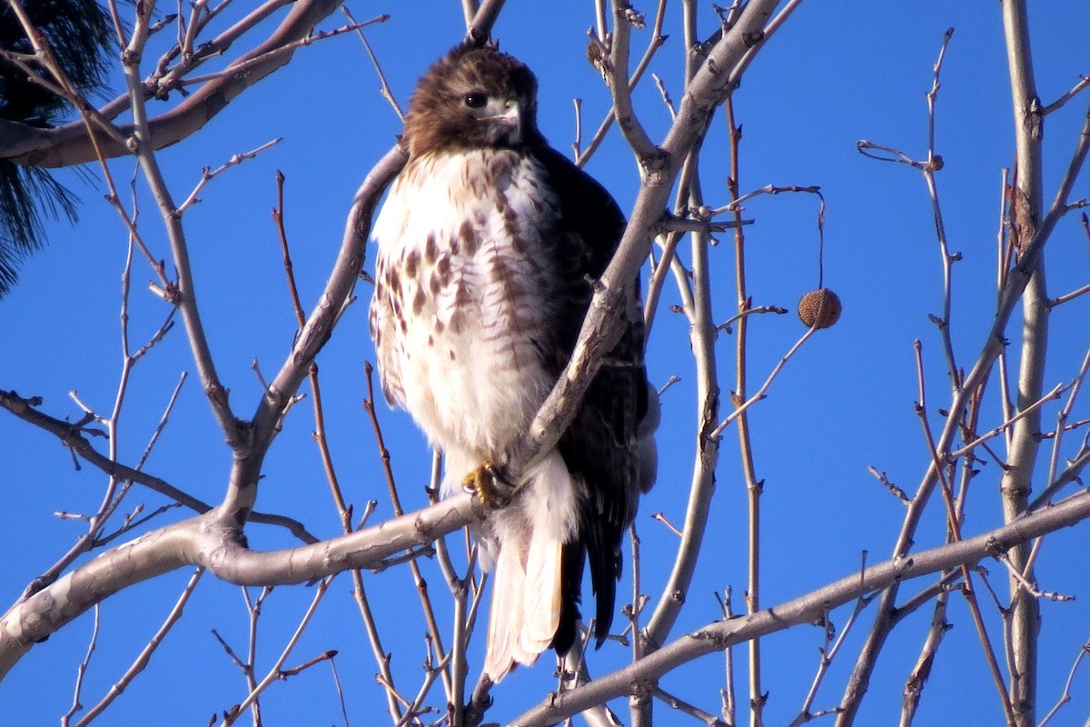 Red-tailed Hawk - ML50032141