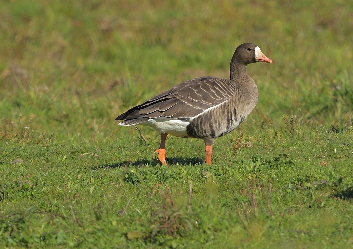 Greater White-fronted Goose - LeBaron Briggs