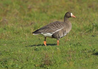 Greater White-fronted Goose, ML500325811