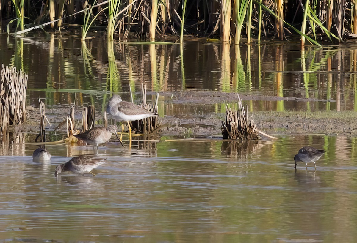 Long-billed Dowitcher - ML500329631