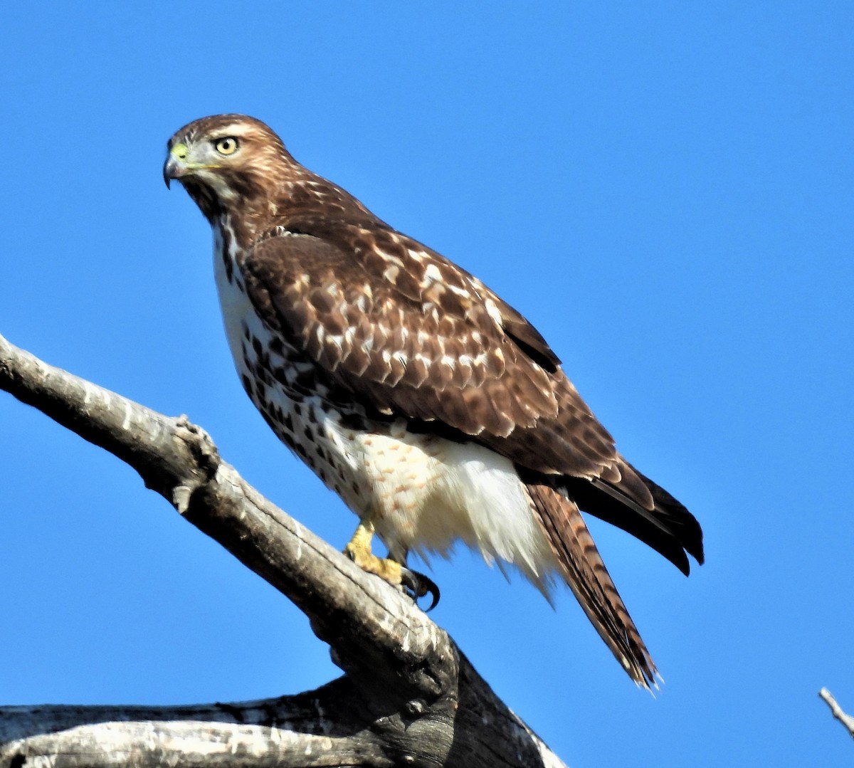Red-tailed Hawk - ML500330501