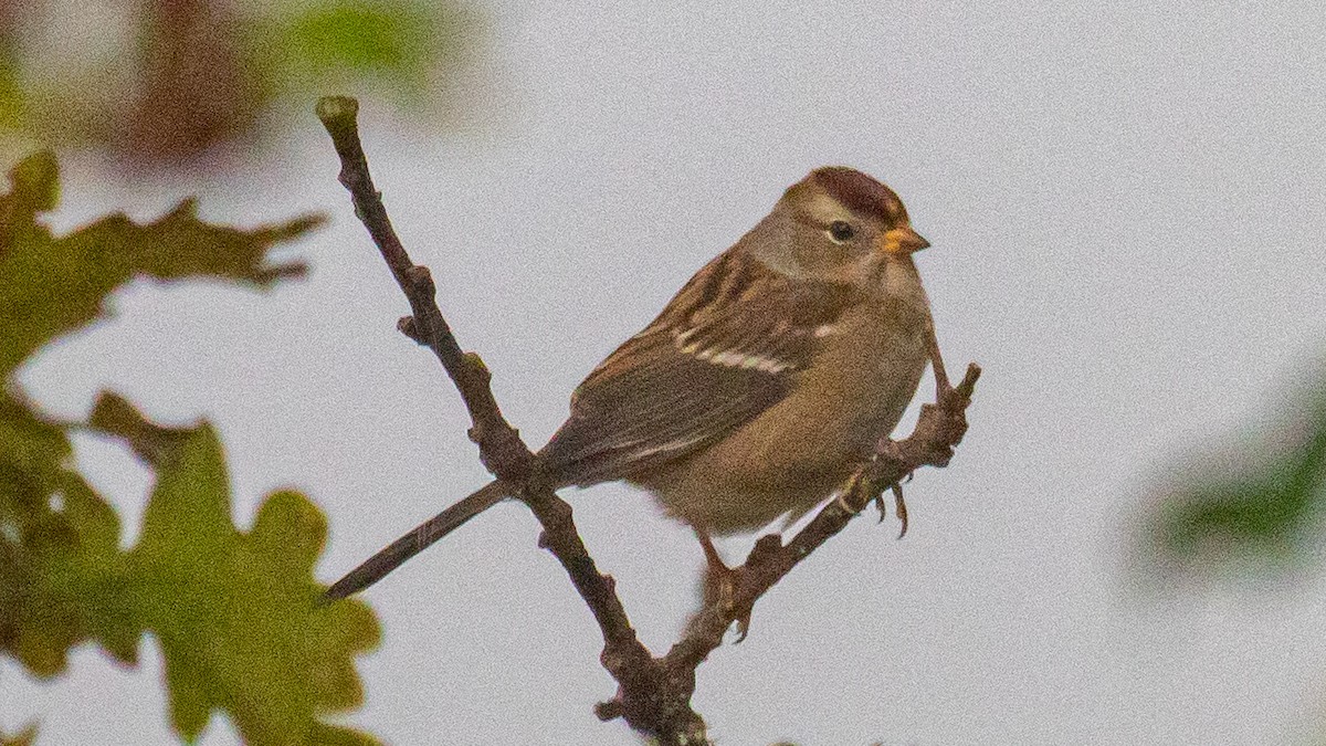 White-crowned Sparrow - ML500333441