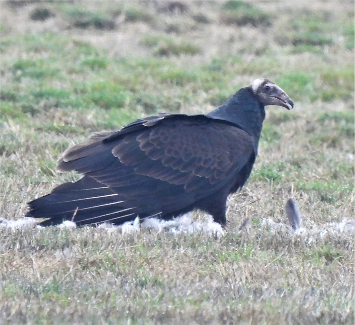 Turkey Vulture - ML500336501