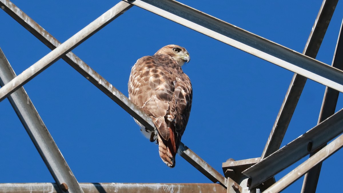 Red-tailed Hawk - ML500340581
