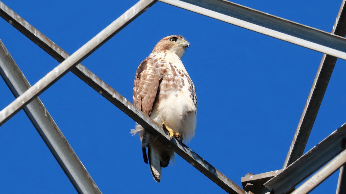 Red-tailed Hawk - ML500340591