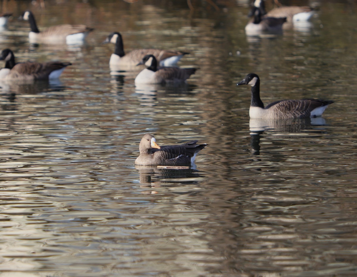 Greater White-fronted Goose - ML500341001