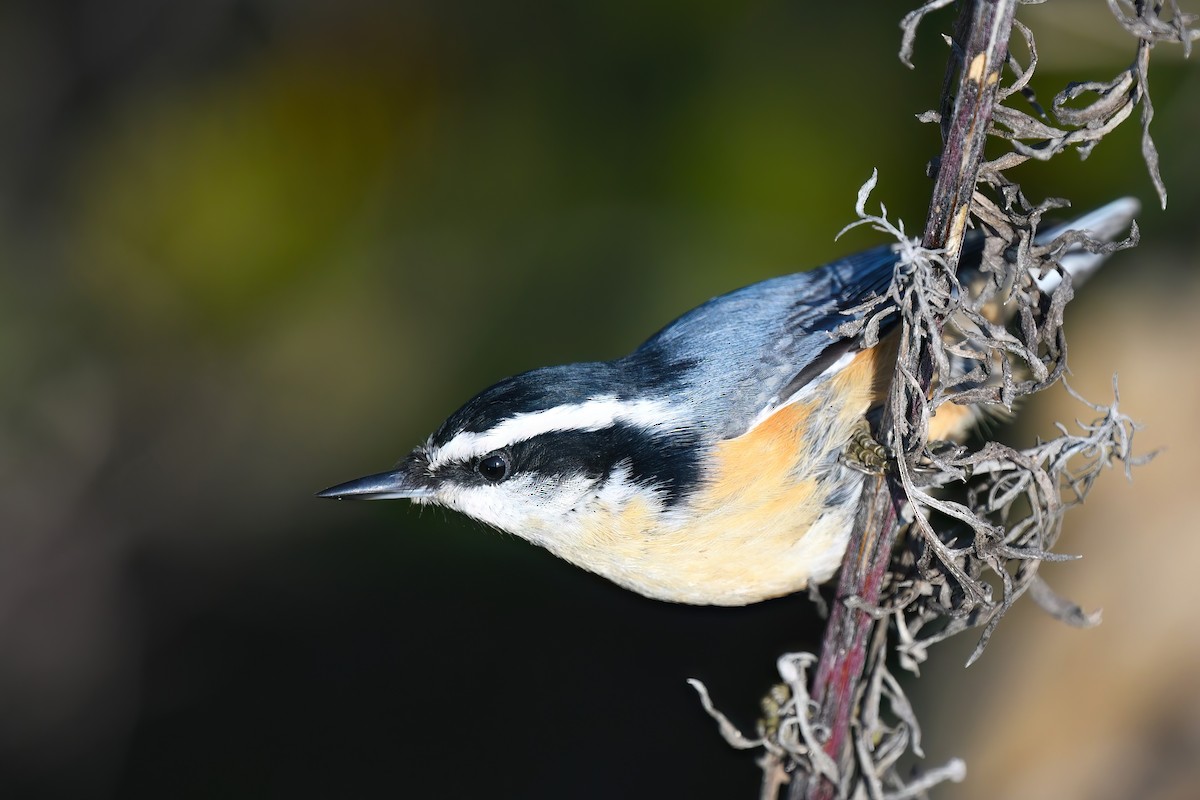 Red-breasted Nuthatch - ML500344831