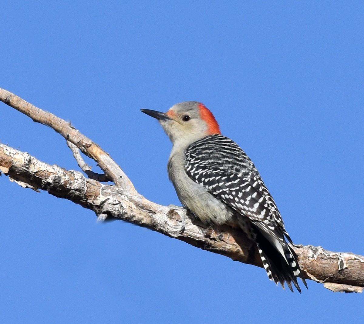 Red-bellied Woodpecker - ML500346151