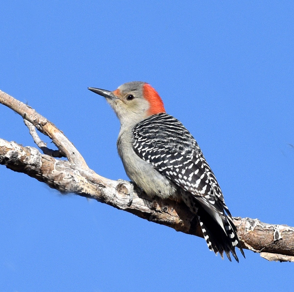 Red-bellied Woodpecker - ML500346161