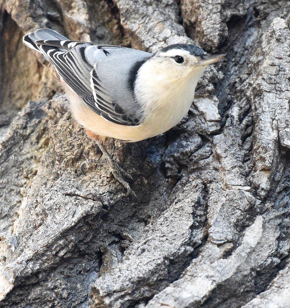 White-breasted Nuthatch (Eastern) - ML500346221