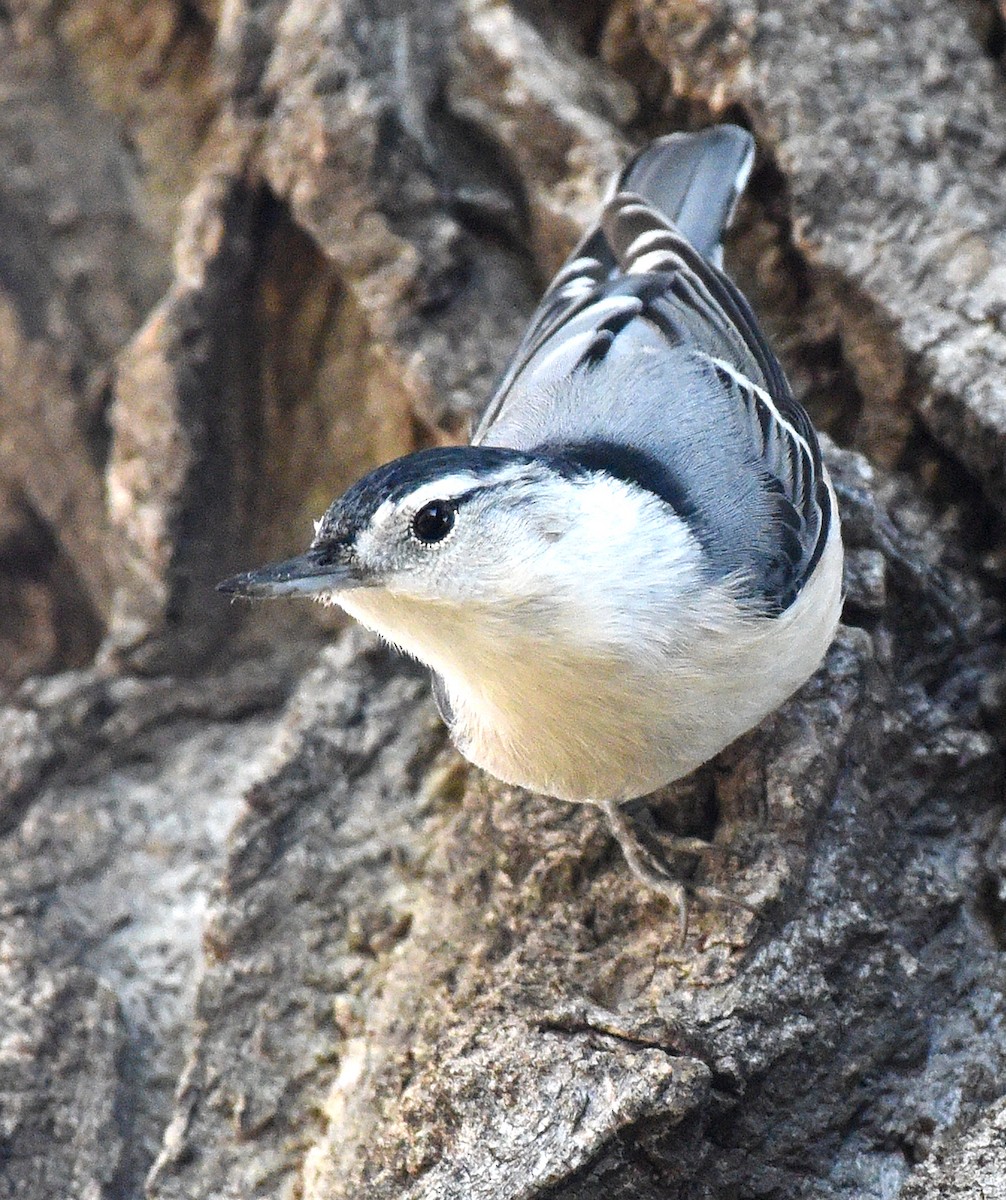White-breasted Nuthatch (Eastern) - ML500346231