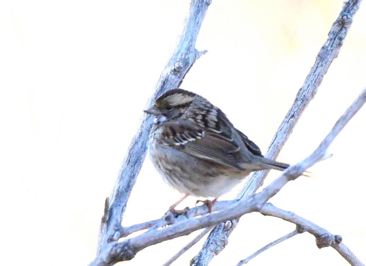 White-throated Sparrow - ML500346281