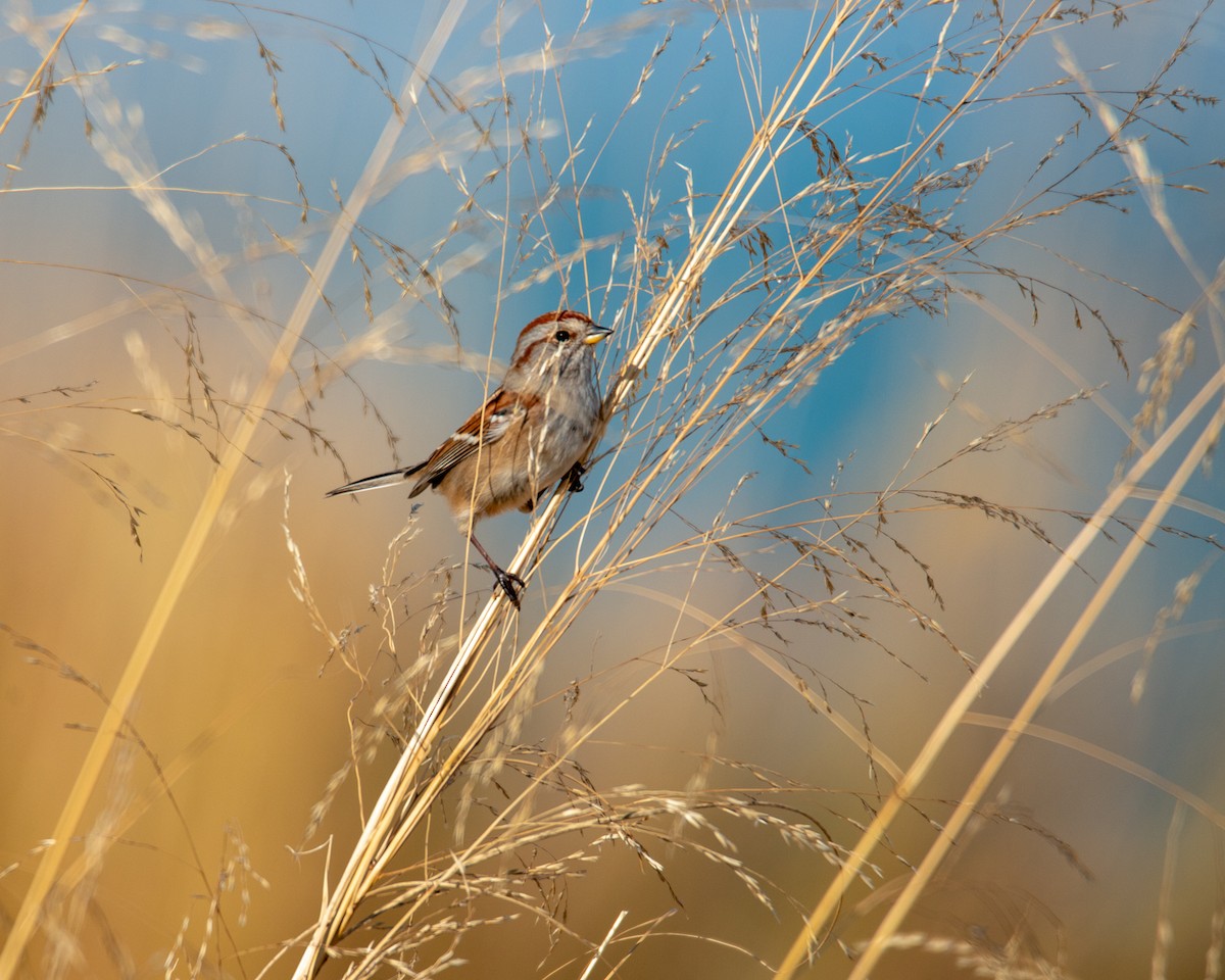 American Tree Sparrow - Scott Judd