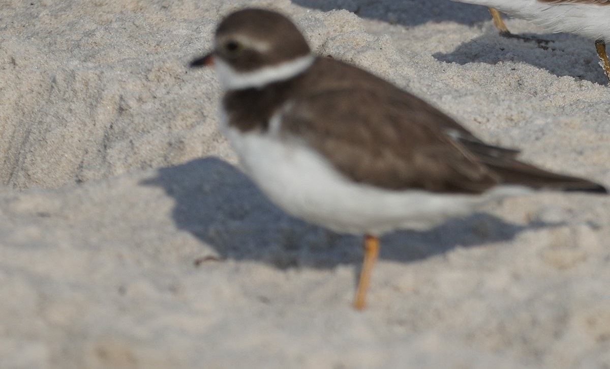 Semipalmated Plover - ML500348131
