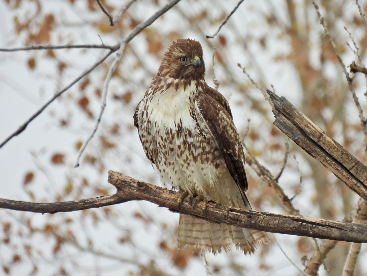 Red-tailed Hawk - ML500348401