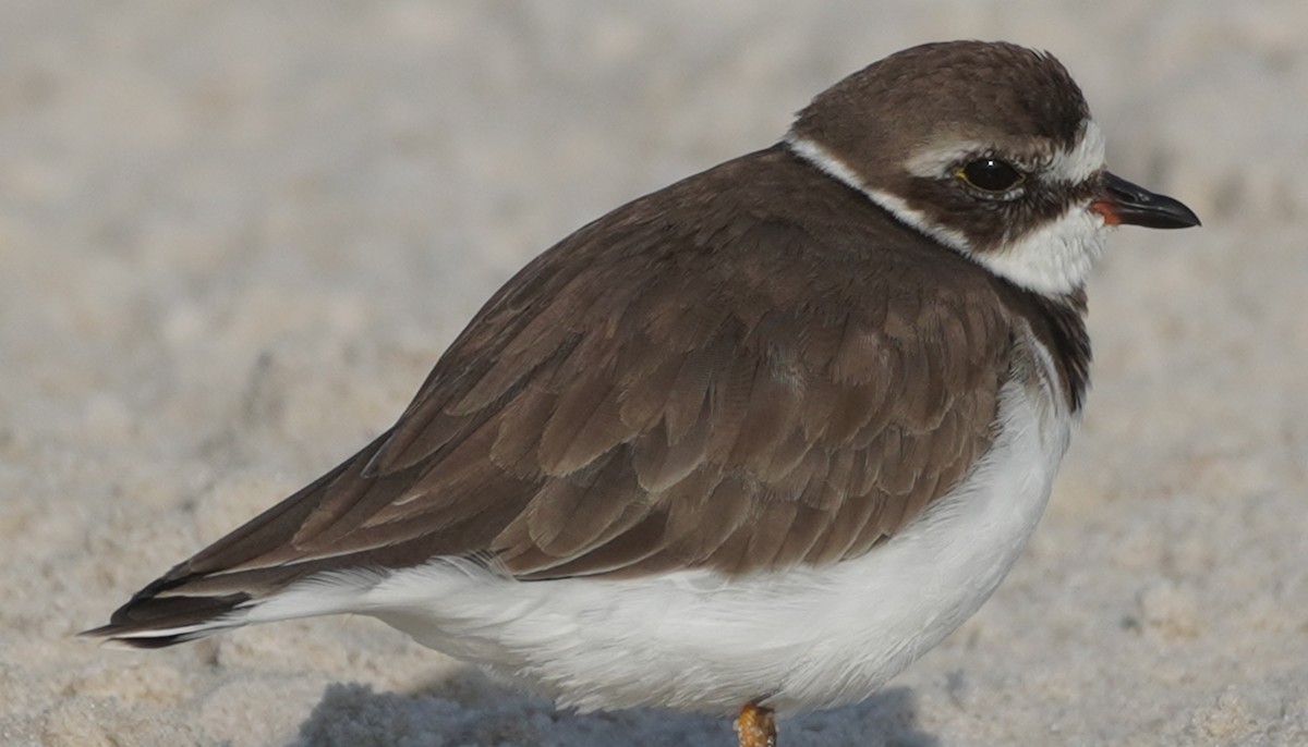 Semipalmated Plover - ML500348421