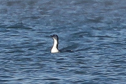 Red-throated Loon - ML500349581