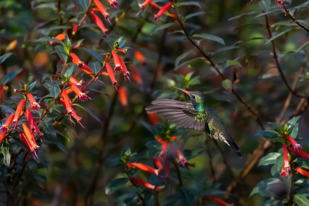 Broad-billed Hummingbird - ML500350931