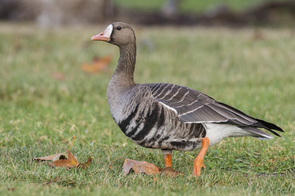 Greater White-fronted Goose - ML500352721