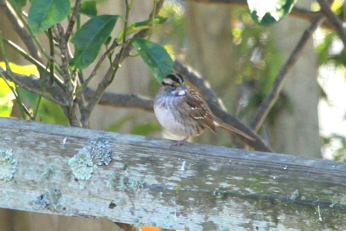 White-throated Sparrow - Kent Forward